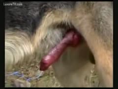The largest red dog pecker displayed by a German Shepherd